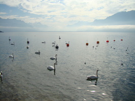 2008 10-Lake Geneva Swans